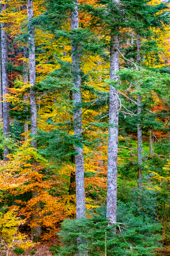 View of tall fir trees and deciduous trees with colorful autumn foliage in the Black Forest in Offenburg Baden Wurttemberg Germany. View of tall fir trees and deciduous trees with colorful autumn foliage in the Black Forest in Offenburg Baden Wurttemberg Germany.