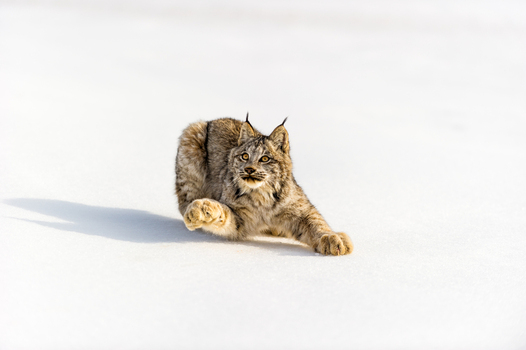 View of a Canada lynx crouching in the snow displaying its thick fur and tufted ears while hunting in USA. View of a Canada lynx crouching in the snow displaying its thick fur and tufted ears while hunting in USA.