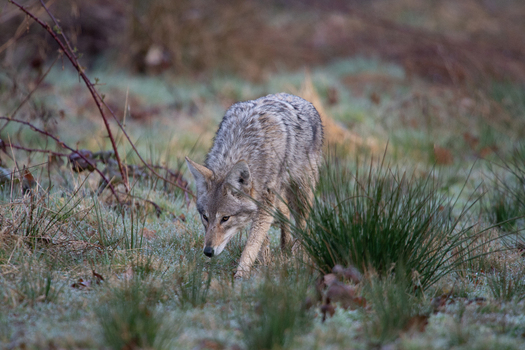 View of a coyote walking through a grassy field with light frost in Yellowstone National Park Wyoming United States. View of a coyote walking through a grassy field with light frost in Yellowstone National Park Wyoming United States.
