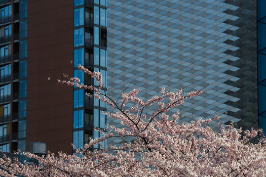View of pink cherry blossoms in bloom against the backdrop of a modern skyscraper with a geometric diamond pattern facade in Vilnius Vilnius County Lithuania. View of pink cherry blossoms in bloom against the backdrop of a modern skyscraper with a geometric diamond pattern facade in Vilnius Vilnius County Lithuania.