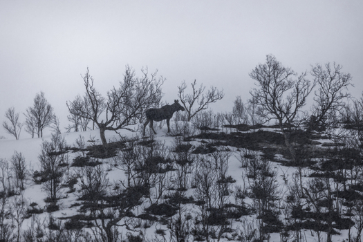 View of a moose standing on a snowy hillside among bare winter trees under an overcast sky in Kvaloya Troms Norway.