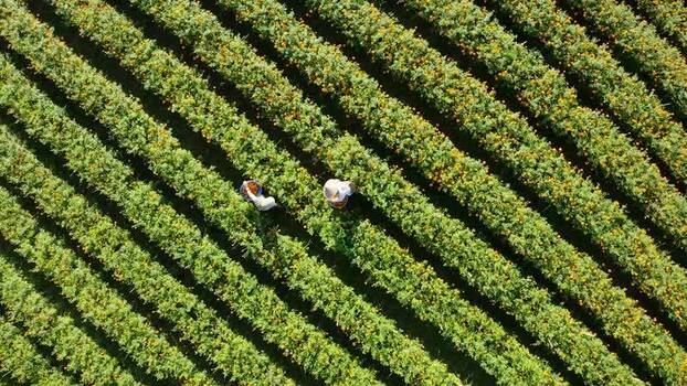 Aerial view of farmers harvesting flowers in a marigold field Indonesia.