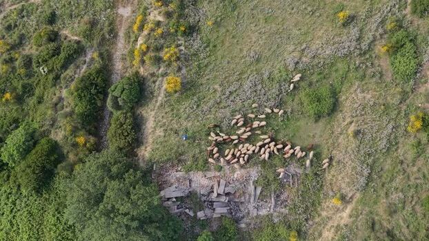 Aerial view of a flock of sheep grazing on a hillside Albania. Aerial view of a flock of sheep grazing on a hillside Albania.