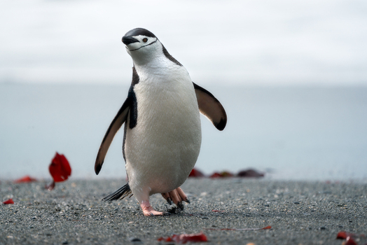 View of a chinstrap penguin walking across a dark pebble beach with a blurred icy background in Antarctica. View of a chinstrap penguin walking across a dark pebble beach with a blurred icy background in Antarctica.