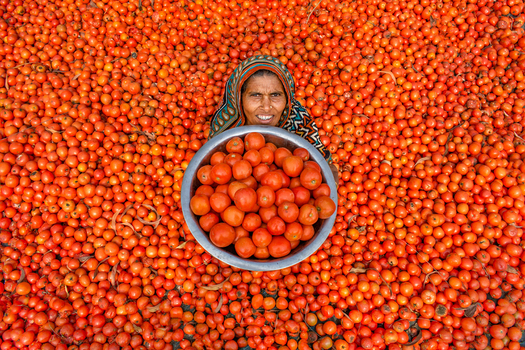 Bogura Bangladesh 02 March 2018 View of a woman sitting in a vast field of harvested red tomatoes while holding a large metal bowl filled with fresh produce. Bogura Bangladesh 02 March 2018 View of a woman sitting in a vast field of harvested red tomatoes while holding a large metal bowl filled with fresh produce.