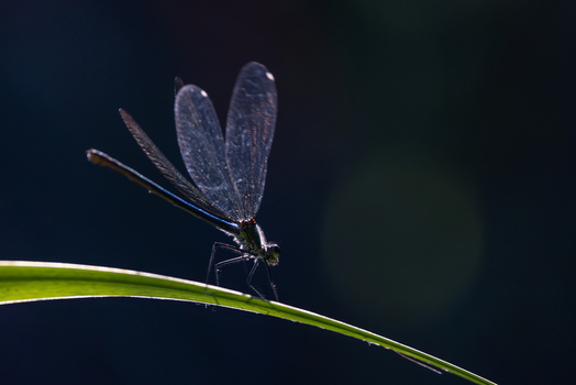 View of a damselfly with translucent wings perched on a green leaf blade against a dark background in Wittenheim Grand Est France. View of a damselfly with translucent wings perched on a green leaf blade against a dark background in Wittenheim Grand Est France.