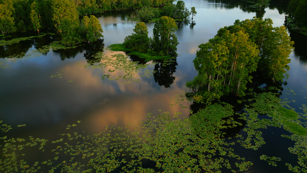 Aerial view of a lush wetland with cypress trees lily pads and reflective water in Tampa Florida United States. Aerial view of a lush wetland with cypress trees lily pads and reflective water in Tampa Florida United States.