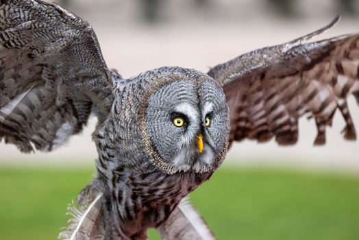 View of a Great Grey Owl with spread wings and intense yellow eyes against a blurred natural background Selestat Grand Est France.