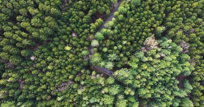 Aerial view of a car driving on a winding road through the forest Italy. Aerial view of a car driving on a winding road through the forest Italy.