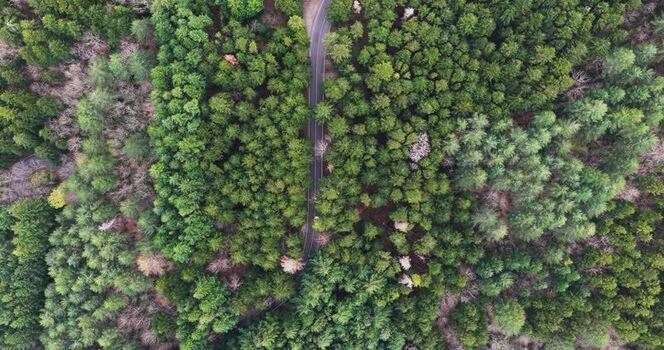 Aerial view of a winding road through a dense green forest Italy. Aerial view of a winding road through a dense green forest Italy.