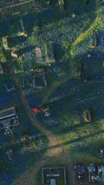 Aerial view of Bernardine Cemetery with blue flowers Lithuania. Aerial view of Bernardine Cemetery with blue flowers Lithuania.