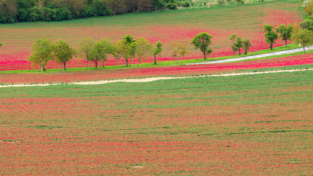 Aerial view of rolling fields covered in vibrant red poppy flowers and lush green grass with a winding road and a line of trees in Cejkovice South Moravian Region Czechia.