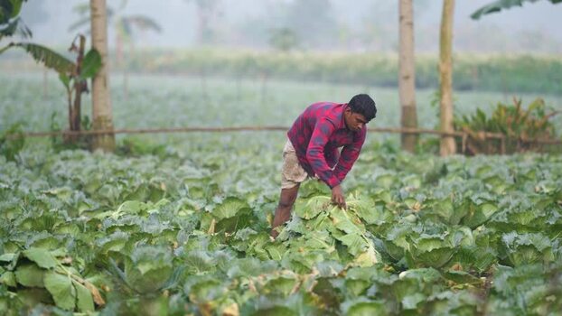 View of a farmer working in a cabbage field in Bogura Bangladesh. View of a farmer working in a cabbage field in Bogura Bangladesh.