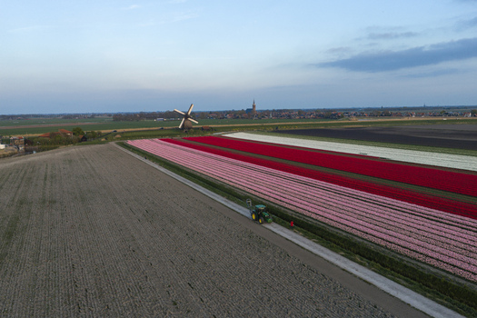 Aerial view of a vibrant tulip field in the Netherlands with a tractor on a path a traditional windmill and a distant village under a clear sky Netherlands. Aerial view of a vibrant tulip field in the Netherlands with a tractor on a path a traditional windmill and a distant village under a clear sky Netherlands.