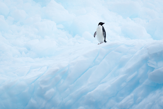 View of an Adelie penguin standing on a blue tinted iceberg with textured snow and ice formations in the background Antarctica.