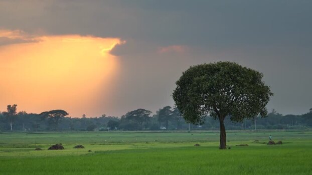 View of a solitary tree in a green field at sunset Bangladesh.