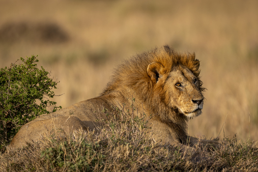 View of a male lion resting in the tall grass of the savanna during the golden hour Kenya.