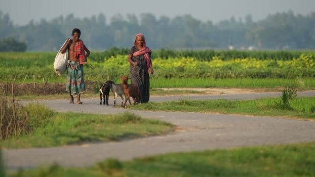 View of a man and woman walking with goats on a road Bangladesh.