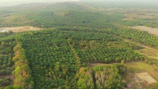 Aerial view of oil palm plantation in Anggana Indonesia. Aerial view of oil palm plantation in Anggana Indonesia.