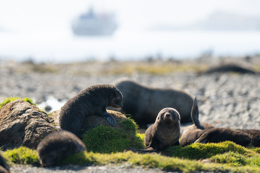 View of fur seal pups resting on grassy rocks on the shore of Stromness South Georgia and the South Sandwich Islands. View of fur seal pups resting on grassy rocks on the shore of Stromness South Georgia and the South Sandwich Islands.
