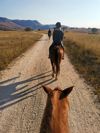 View of two people horseback riding along a dirt path through the grassy plains of Mpumalanga with distant mountains under a clear sky in eManzana Mpumalanga South Africa. View of two people horseback riding along a dirt path through the grassy plains of Mpumalanga with distant mountains under a clear sky in eManzana Mpumalanga South Africa.