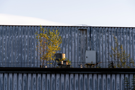 View of a corrugated metal industrial wall with small trees growing near the roofline and ventilation pipes against a clear sky in Poland.