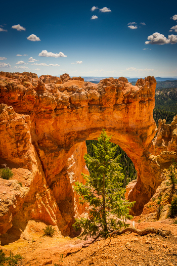 View of the natural rock arch at Bryce Canyon National Park with a pine tree in the foreground under a clear blue sky in Utah United States.