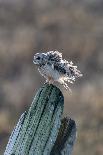 View of a short eared owl perched on a weathered wooden post with wings slightly spread showcasing detailed brown and white plumage and bright yellow eyes in Delta British Columbia Canada. View of a short eared owl perched on a weathered wooden post with wings slightly spread showcasing detailed brown and white plumage and bright yellow eyes in Delta British Columbia Canada.