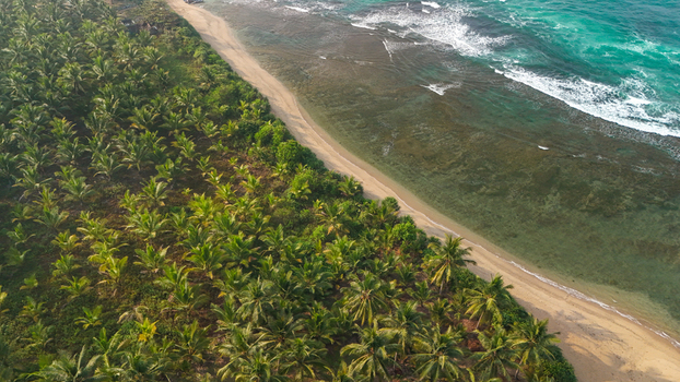 Aerial view of a tropical beach lined with lush palm trees turquoise ocean waves and golden sand in Indonesia. Aerial view of a tropical beach lined with lush palm trees turquoise ocean waves and golden sand in Indonesia.