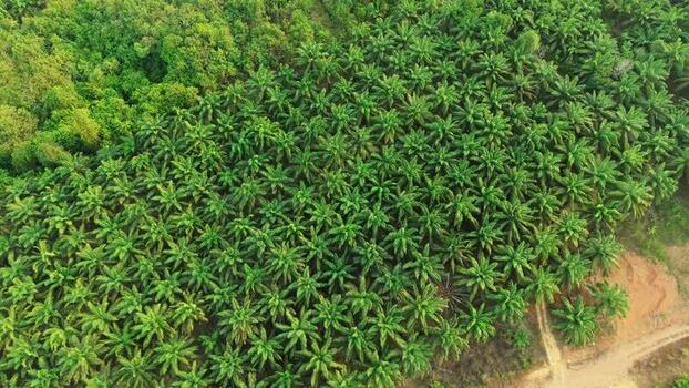 Aerial view of oil palm plantation in East Kalimantan Indonesia. Aerial view of oil palm plantation in East Kalimantan Indonesia.
