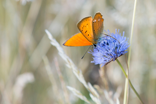 View of an orange butterfly perched on a blue flower in a meadow in Poland.