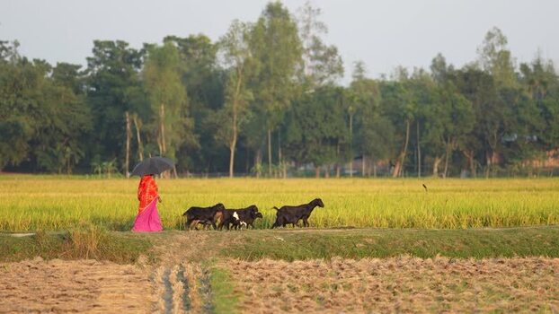 View of a woman with goats walking through rural fields Bangladesh.