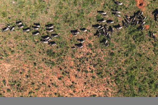 Aerial view of a herd of wildebeest migrating across the green savanna with reddish soil patches in Waterberg District Municipality Limpopo South Africa. Aerial view of a herd of wildebeest migrating across the green savanna with reddish soil patches in Waterberg District Municipality Limpopo South Africa.