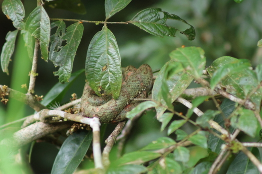 View of a coiled green viper blending seamlessly with the lush foliage of the rainforest canopy its scales mirroring the leaves Roxana Limón Province Costa Rica. View of a coiled green viper blending seamlessly with the lush foliage of the rainforest canopy its scales mirroring the leaves Roxana Limón Province Costa Rica.