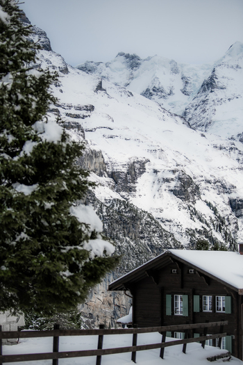 View of a quaint chalet nestled against a backdrop of snow laden mountains with a towering evergreen adding depth to the serene winter landscape Murren Switzerland. View of a quaint chalet nestled against a backdrop of snow laden mountains with a towering evergreen adding depth to the serene winter landscape Murren Switzerland.