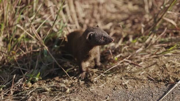 View of a slender mongoose in Kruger National Park South Africa.