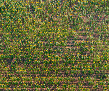 Aerial view of a vast field of blooming sunflowers arranged in neat rows under bright sunlight in Andalusia Spain. Aerial view of a vast field of blooming sunflowers arranged in neat rows under bright sunlight in Andalusia Spain.