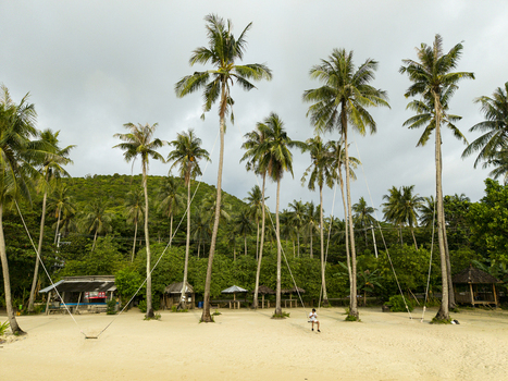 Aerial view of a serene beach with tall palm trees casting shadows on the golden sand near Bobby Beach Karimunjawa Jawa Tengah Indonesia.