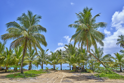 View of palm trees on a sandy beach with clear blue sky and ocean in the background in Santo Domingo Distrito Nacional Dominican Republic. View of palm trees on a sandy beach with clear blue sky and ocean in the background in Santo Domingo Distrito Nacional Dominican Republic.