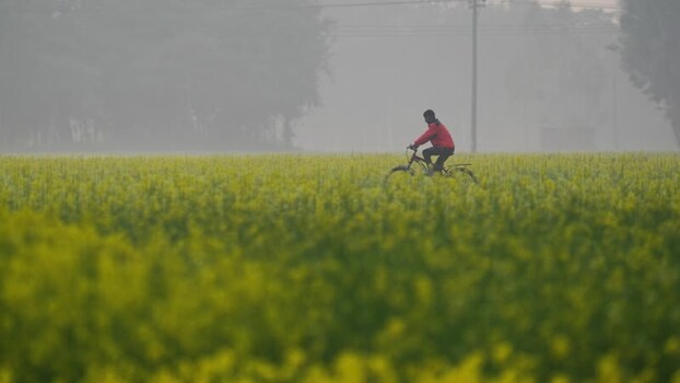 View of a man riding a bicycle through a mustard field Bangladesh. View of a man riding a bicycle through a mustard field Bangladesh.