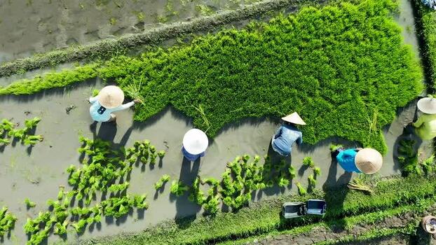 Aerial view of farmers planting rice in a paddy field Indonesia. Aerial view of farmers planting rice in a paddy field Indonesia.