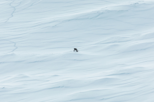 View of a lone reindeer grazing on a vast snow covered hillside with wind blown textures and tracks Tromso Troms Norway. View of a lone reindeer grazing on a vast snow covered hillside with wind blown textures and tracks Tromso Troms Norway.