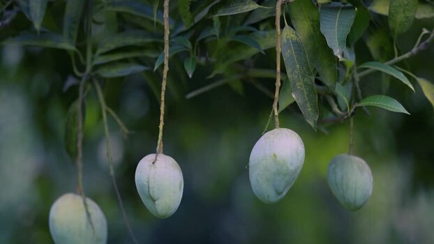 View of green mangoes hanging from a tree Bangladesh. View of green mangoes hanging from a tree Bangladesh.