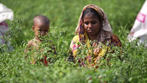 View of a woman and child working in a green field Bangladesh. View of a woman and child working in a green field Bangladesh.