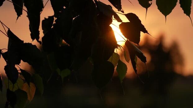 View of silhouetted leaves against a sunset sky in Bangladesh. View of silhouetted leaves against a sunset sky in Bangladesh.