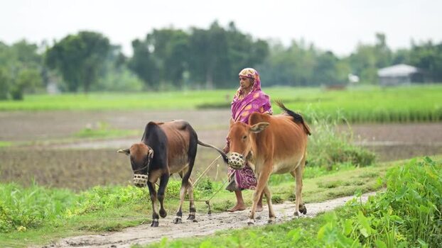 View of a woman leading cows through rural fields in Bangladesh.