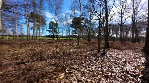 Aerial FPV view of a bare winter forest United Kingdom. Aerial FPV view of a bare winter forest United Kingdom.