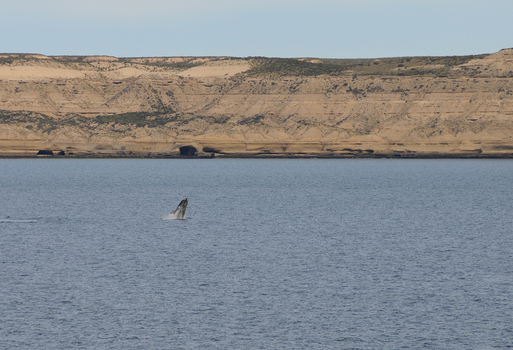View of a southern right whale breaching in the blue waters of the Atlantic Ocean near the arid cliffs of Puerto Piramides Puerto Madryn Chubut Argentina. View of a southern right whale breaching in the blue waters of the Atlantic Ocean near the arid cliffs of Puerto Piramides Puerto Madryn Chubut Argentina.