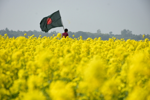 View of a person holding a Bangladesh flag in a vibrant field of yellow mustard flowers under a clear sky in Kushtia District Khulna Division Bangladesh. View of a person holding a Bangladesh flag in a vibrant field of yellow mustard flowers under a clear sky in Kushtia District Khulna Division Bangladesh.