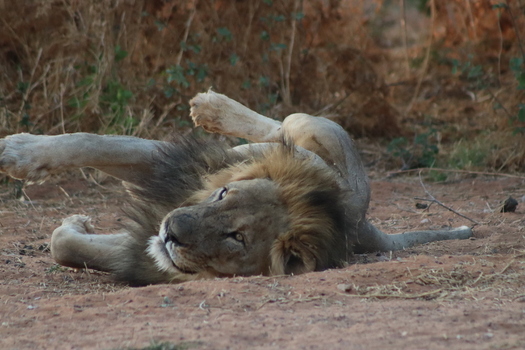 View of a male lion rolling on the dusty ground at Tumbeta Private Game Reserve Thabazimbi Limpopo South Africa. View of a male lion rolling on the dusty ground at Tumbeta Private Game Reserve Thabazimbi Limpopo South Africa.